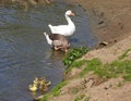 Greylag geese family standing near the river shore Royalty Free Stock Photo