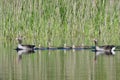 Greylag geese family Royalty Free Stock Photo