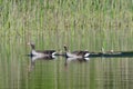 Greylag geese family Royalty Free Stock Photo