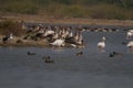 Greylag Geese and Flamingos