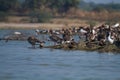 Greylag Geese and Flamingos