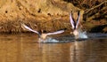 Greylag Geese in flight Royalty Free Stock Photo