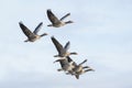 Greylag Geese in flight Royalty Free Stock Photo