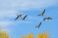 Greylag Geese in flight Royalty Free Stock Photo