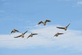 Greylag Geese in flight Royalty Free Stock Photo