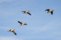 Greylag Geese in flight Royalty Free Stock Photo