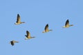 Greylag Geese in flight Royalty Free Stock Photo