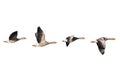 Greylag Geese in flight Royalty Free Stock Photo