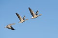 Greylag Geese in flight