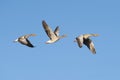 Greylag Geese in flight Royalty Free Stock Photo