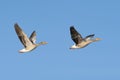 Greylag Geese in flight Royalty Free Stock Photo