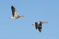 Greylag Geese in flight Royalty Free Stock Photo