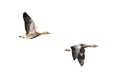 Greylag Geese in flight Royalty Free Stock Photo