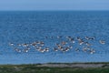 Greylag Geese flock by the coast Royalty Free Stock Photo