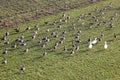 Greylag geese in floodplains of dutch IJssel river