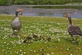 Greylag Geese & Goslings