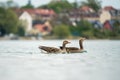 Wild goose family on a lake