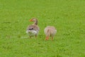 Greylag geese in a green meadow Royalty Free Stock Photo