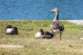 Greylag geese Royalty Free Stock Photo