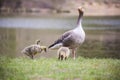 Greylag geese and its young