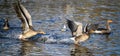 Greylag geese in Kelsey Park, Beckenham. One goose chases another