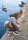 Greylag geese Anser anser preening by a lake Royalty Free Stock Photo