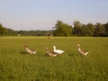 Greylag geese marching in the evening meadow