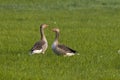 Greylag geese in meadow