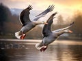 Greylag geese pair flying together. Anatidae Royalty Free Stock Photo