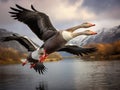 Greylag geese pair flying together. Anatidae Royalty Free Stock Photo