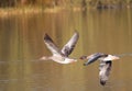 Greylag geese pair flying together. Anatidae