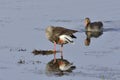 Greylag Geese Royalty Free Stock Photo