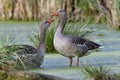 Greylag geese in spring Royalty Free Stock Photo