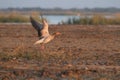 Greylag geese taking off Royalty Free Stock Photo