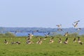 Greylag geese taking off