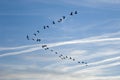 Greylag goose