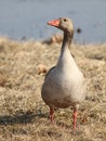 Greylag goose