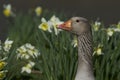 Greylag Goose amongst spring flowers Royalty Free Stock Photo