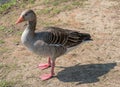 Greylag goose, Anser anser, adult, stands on sandy ground