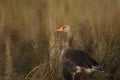 Greylag goose or Anser anser.