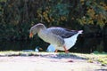 Greylag goose Royalty Free Stock Photo