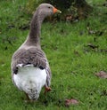 Greylag goose Royalty Free Stock Photo