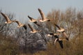Greylag Goose Anser anser in flight