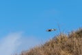 Greylag Goose Anser anser  flying in air with blue background without clouds Royalty Free Stock Photo