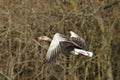 The greylag goose Anser anser flying in golden sun Royalty Free Stock Photo