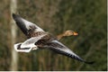 The greylag goose Anser anser flying in golden sun Royalty Free Stock Photo