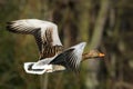 The greylag goose Anser anser flying in golden sun Royalty Free Stock Photo