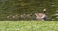 Greylag goose followed by a row of goslings Claremont, Surrey. Royalty Free Stock Photo