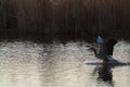 Greylag goose, anser anser, goose starting of from water. Greylag goose with open wings running on water Royalty Free Stock Photo