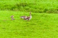 Greylag Goose (Anser anser) and goslings Royalty Free Stock Photo